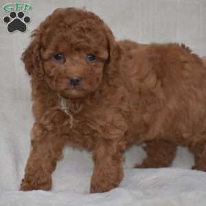 Kimberly, Miniature Poodle Puppy